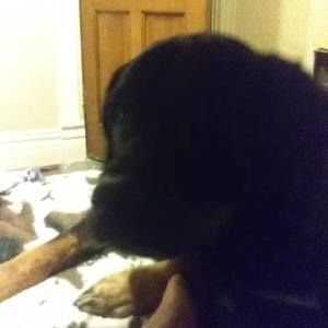 Meet your Posher, Frank